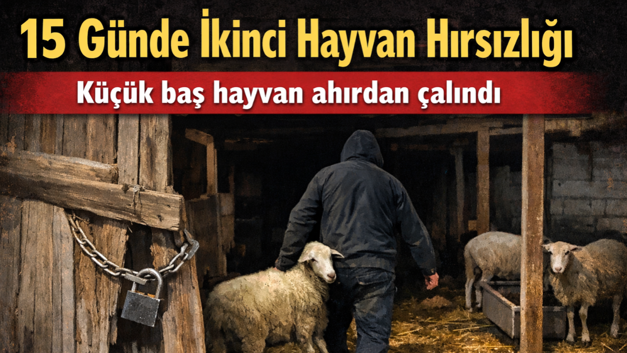 Şanlıurfa'da 15 Günde İkinci Hayvan Hırsızlığı