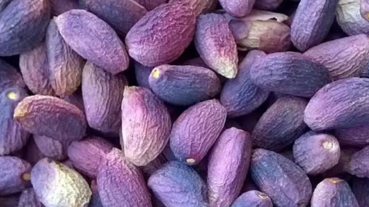 Şanlıurfa’da Fıstık Fiyatları Belli Oldu! 800 TL’ye Dayandı