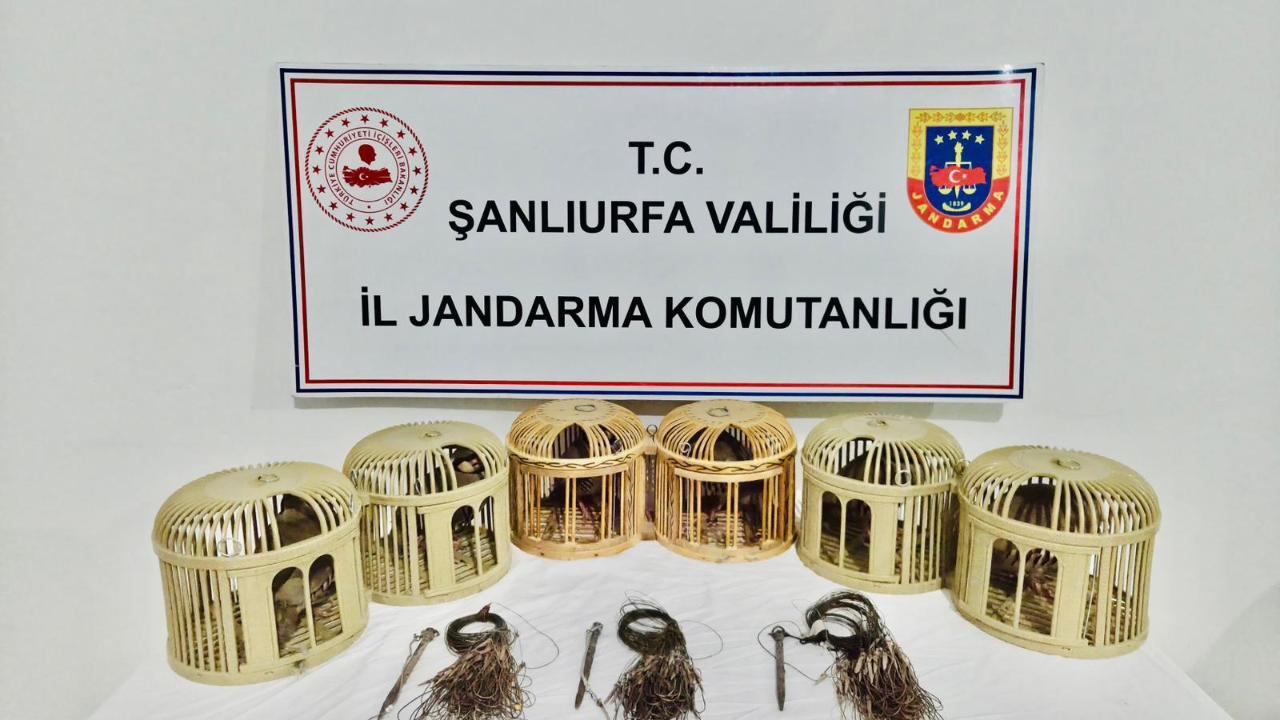 Şanlıurfa’da Kaçak Keklik Avına Jandarma Müdahalesi