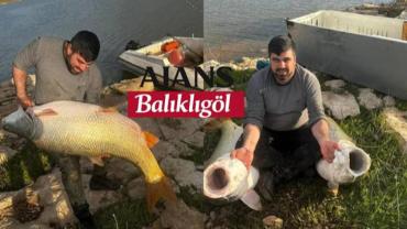 Siverek’te Dev Balıklar Yakalandı
