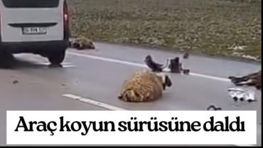 Siverek’te Koyun Sürüsüne Araç Çarptı: 10 Koyun Telef Oldu