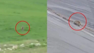 Urfa’da Mahsur Kalan Çakal, İtfaiye Tarafından Kurtarıldı