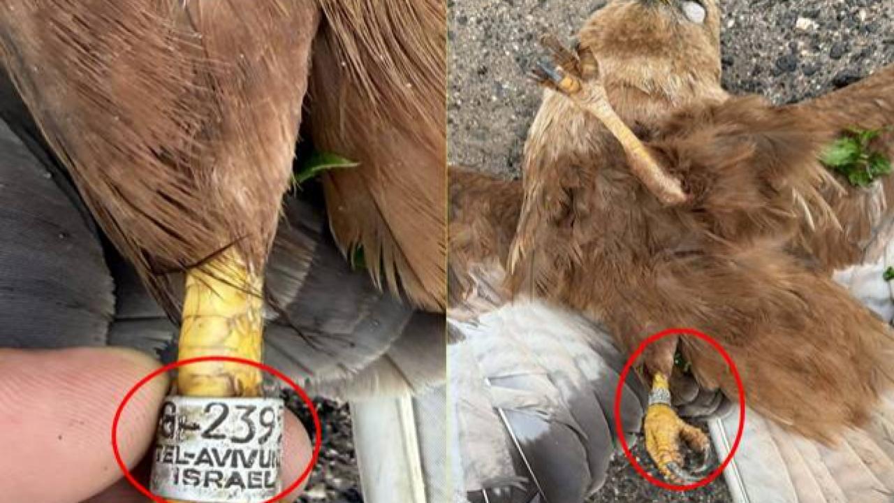 Viranşehir’de Ayağında İsrail Etiketi Bulunan Şahin Bulundu