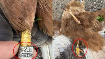 Viranşehir’de Ayağında İsrail Etiketi Bulunan Şahin Bulundu