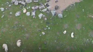 Dere Ortasında Mahsur Kalan 5 Köpek İçin Yardım Çağrısı