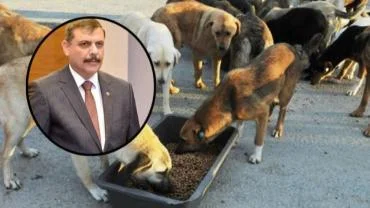 Bakan Mustafa Çiftçi: 51 İlde Sokak Hayvanları Toplandı