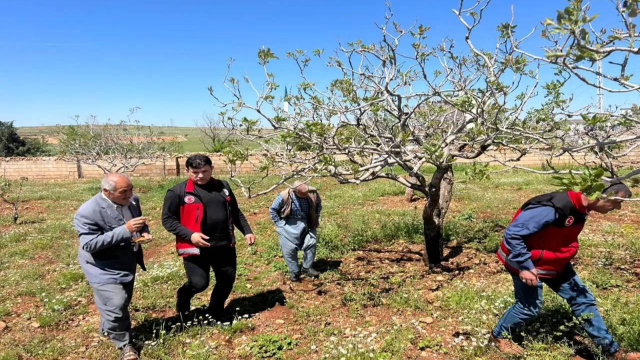 Bozova’da Fıstık Bahçelerinde Zarara Yol Açtı! Çiftçilere Uyarı
