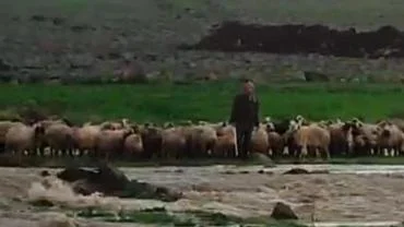 Derede Mahsur Kalan Çoban ve 40 Koyun Kurtarıldı