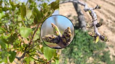 Fıstıkta Verim İçin Erkek ve Dişi Ağaç Uyumu Şart