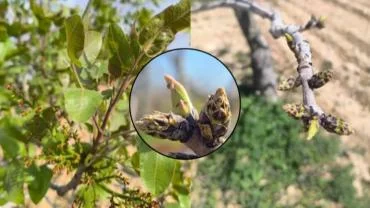 Fıstıkta Verim İçin Erkek ve Dişi Ağaç Uyumu Şart