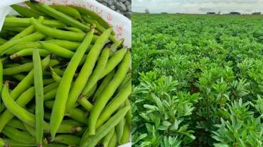 Harran’da Bakla Hasadı: Çiftçiler Alternatif Ürüne Yöneldi