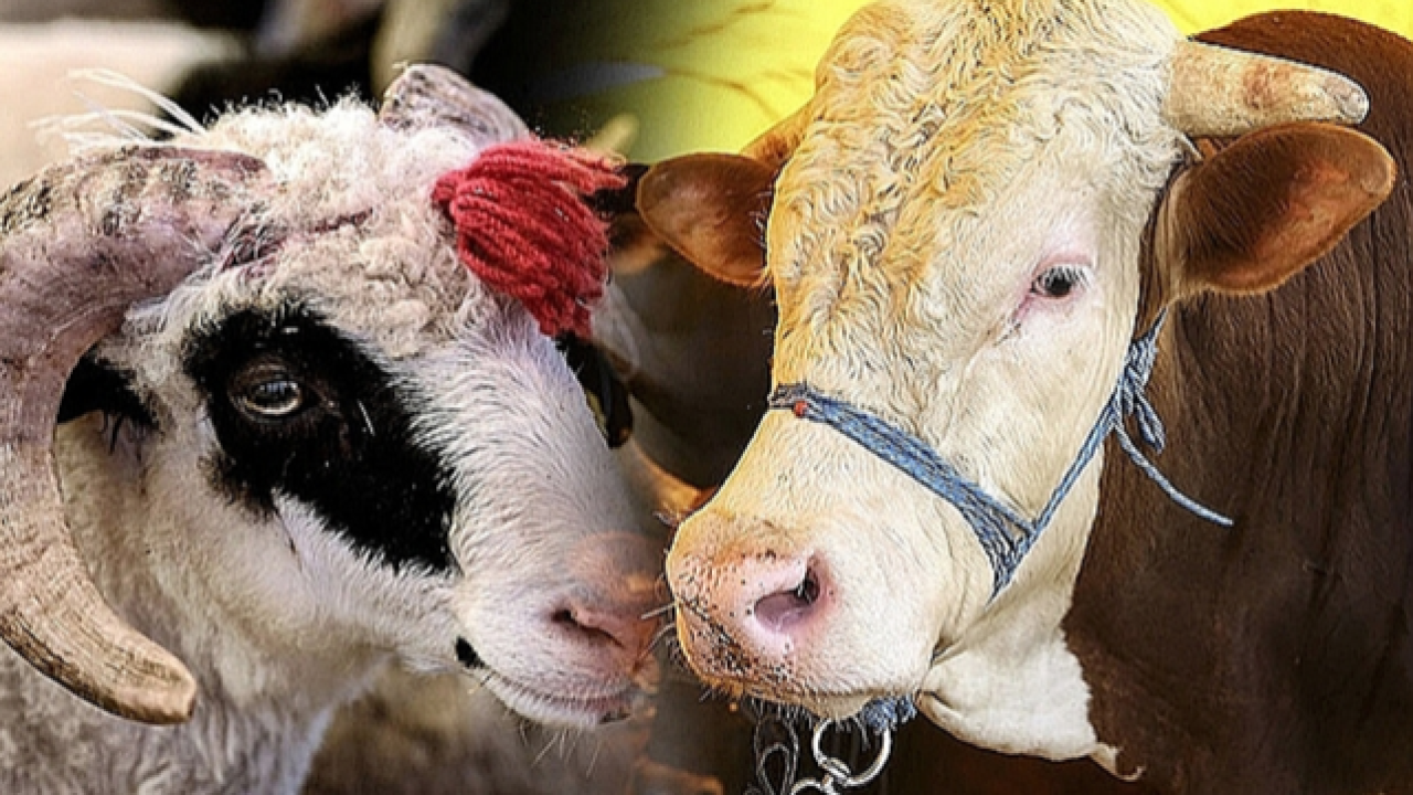 Kurban Bayramı Öncesi Bulaşıcı Hastalıklara Karşı Önlem