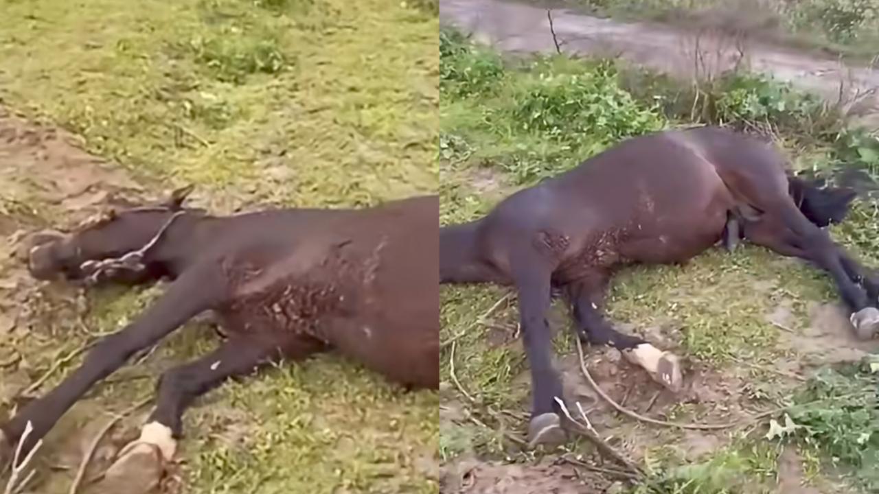 Şanlıurfa Birecik’te Yıldırım İsabet Eden At Telef Oldu