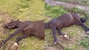 Şanlıurfa Birecik’te Yıldırım İsabet Eden At Telef Oldu