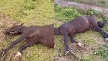 Şanlıurfa Birecik’te Yıldırım İsabet Eden At Telef Oldu