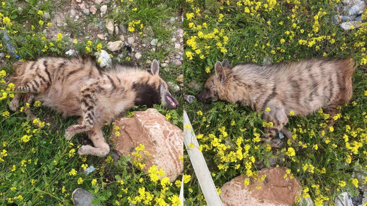 Şanlıurfa’da Bir Çizgili Sırtlan Daha Telef Oldu