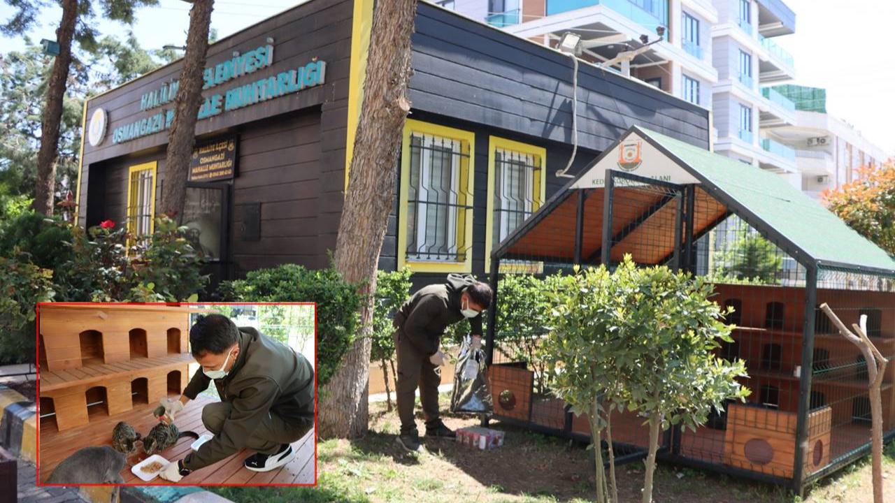 Şanlıurfa’da Sokak Kedileri İçin Örnek Proje