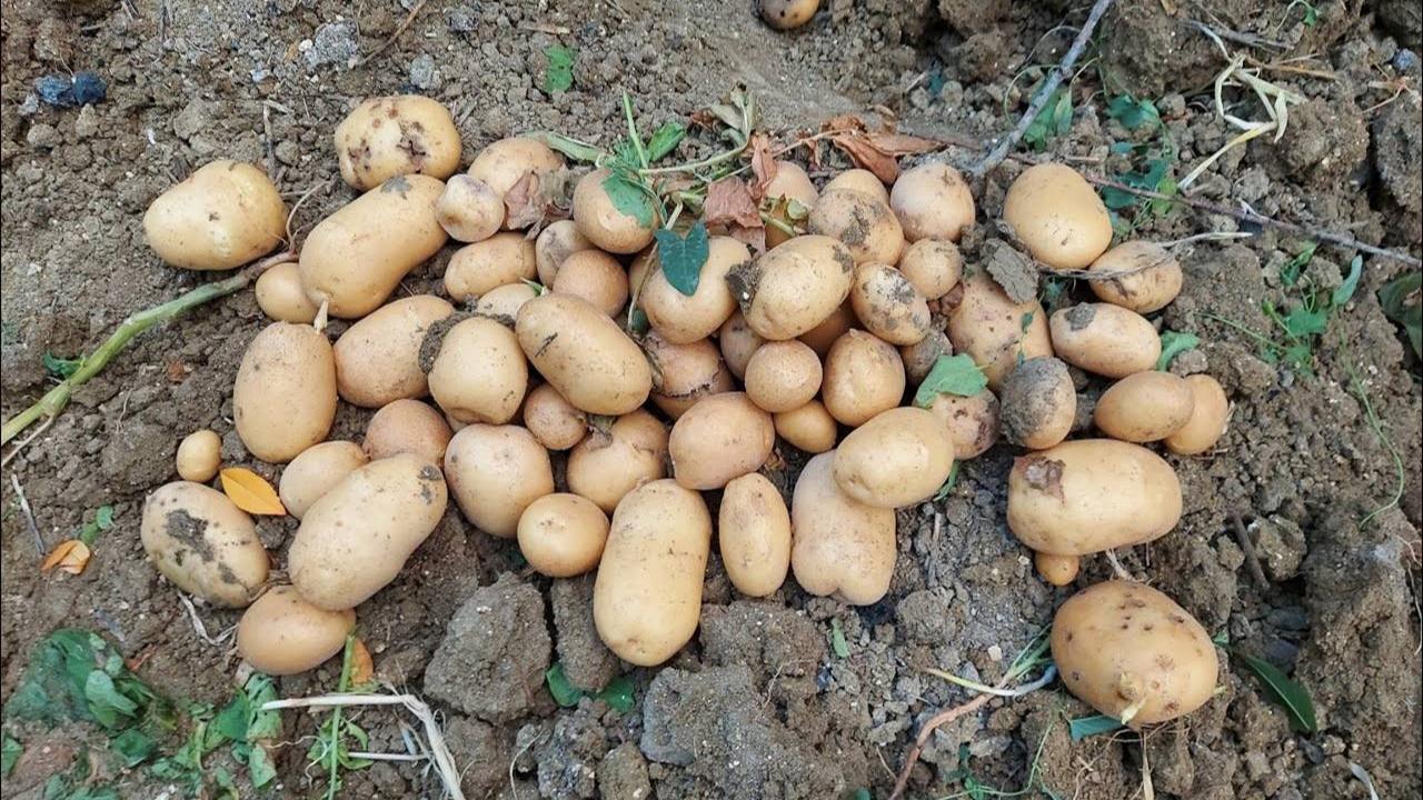 Tarladan Sofraya 6 Kat Zam: Patates 5 TL’den 30 TL’ye Ulaştı