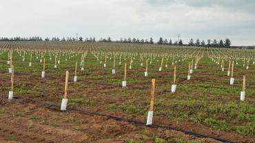 Urfa’da Dev Tarım Yatırımı: 125 Bin Zeytin Fidanı Dikildi
