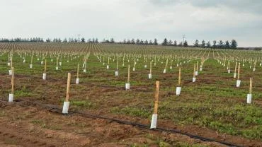 Urfa’da Dev Tarım Yatırımı: 125 Bin Zeytin Fidanı Dikildi