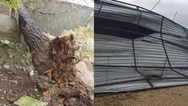 Urfa’da Fırtına Etkisini Gösterdi: Ağaçlar Devrildi