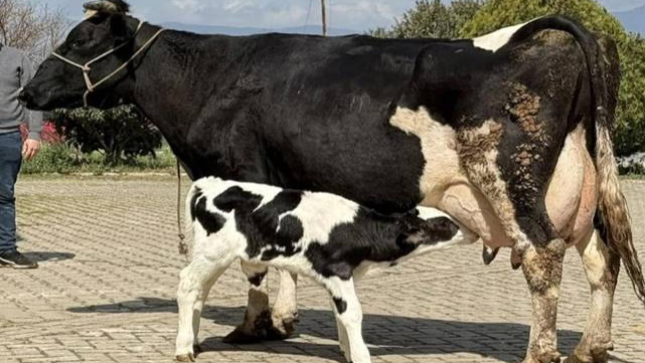 Urfa’da Kurbanlık Fiyatları Belli Oluyor!