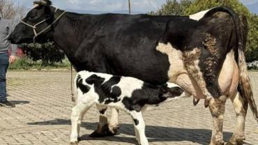 Urfa’da Kurbanlık Fiyatları Belli Oluyor!