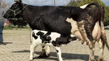 Urfa’da Kurbanlık Fiyatları Belli Oluyor!