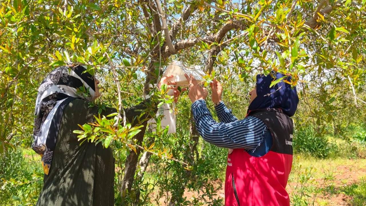 Urfa’da Nar Bahçelerinde Zararlı Popülasyonu Mercek Altında