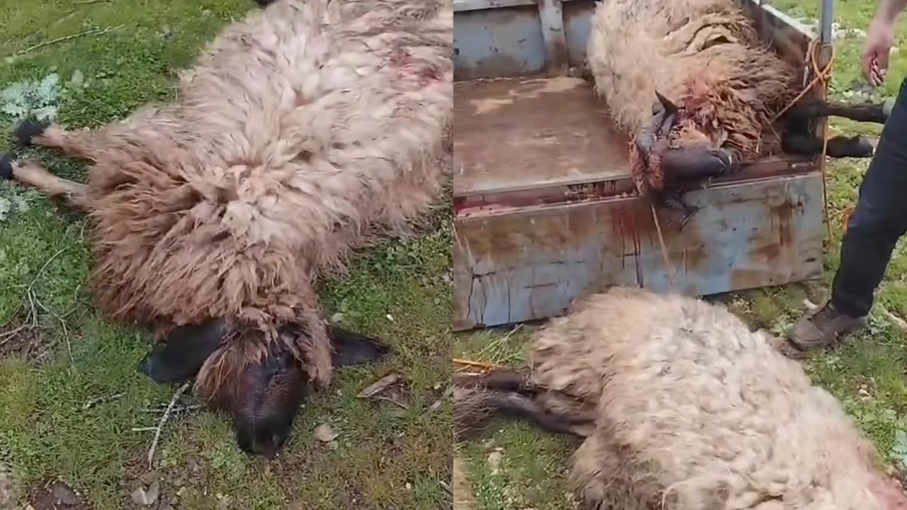 Yıldırım Faciası: Çok Sayıda Koyun Telef Oldu