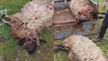 Yıldırım Faciası: Çok Sayıda Koyun Telef Oldu