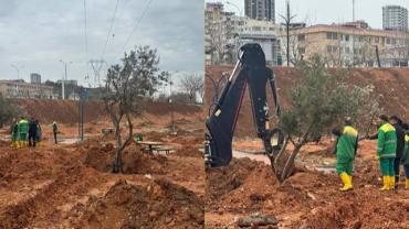 Yolda Kalan Zeytin Ağaçları Parklara Hayat Oluyor