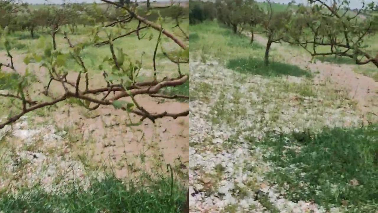 Şanlıurfa’da Dolu Felaketi: 150 Bin Ağaç Zarar Gördü