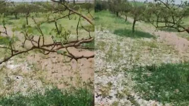 Şanlıurfa’da Dolu Felaketi: 150 Bin Ağaç Zarar Gördü