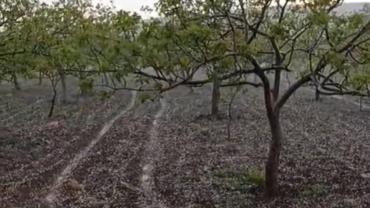 Şanlıurfa’da Dolu ve Sağanak Tarım Arazilerini Vurdu