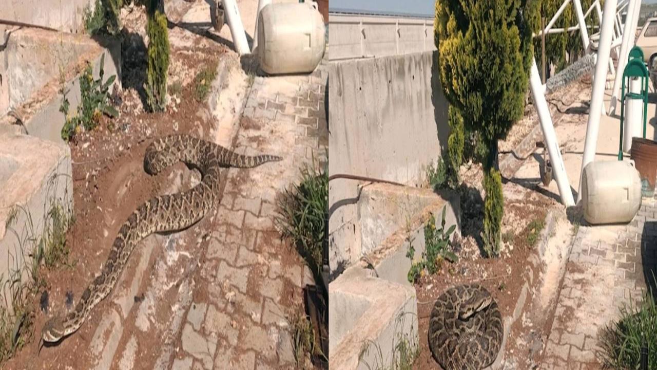 Şanlıurfa’da Fabrikada Dev Yılan Görüldü!