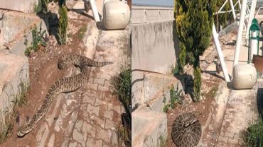 Şanlıurfa’da Fabrikada Dev Yılan Görüldü!