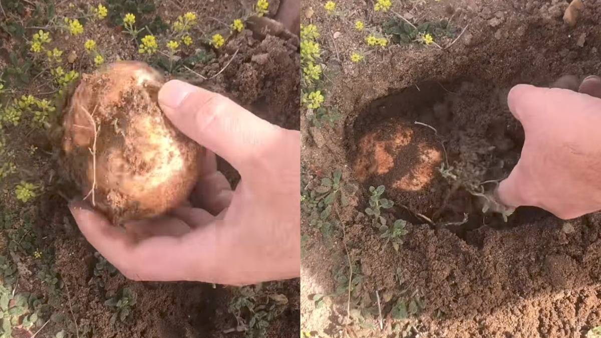 Türkiye’nin Lezzetli ve Besleyici Doğal Mantarı 'Keme'