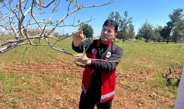 Bozova’da Fıstık Bahçelerinde Zarara Yol Açtı! Çiftçilere Uyarı