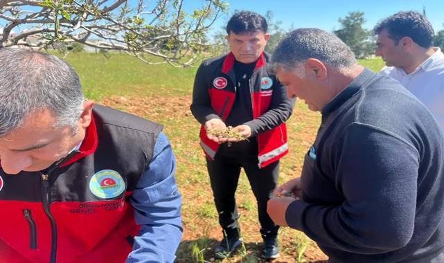 Bozova’da Fıstık Bahçelerinde Zarara Yol Açtı! Çiftçilere Uyarı