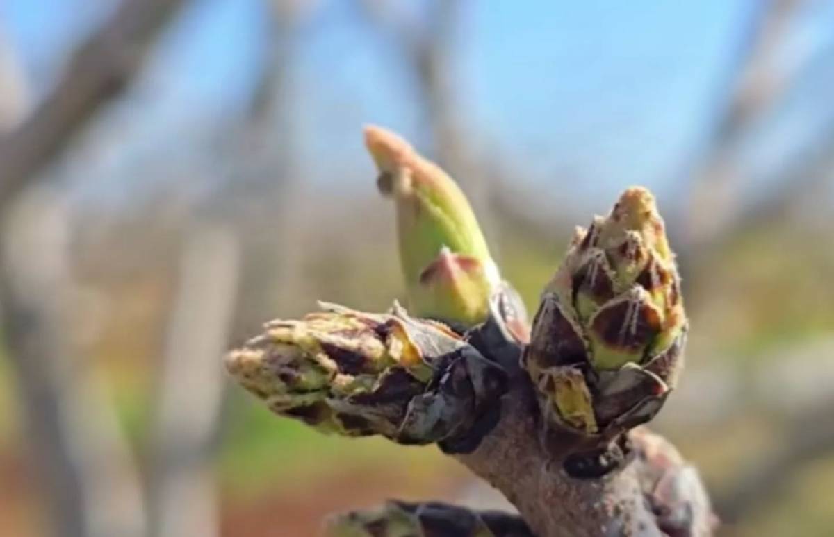 Fıstıkta Verim İçin Erkek ve Dişi Ağaç Uyumu Şart