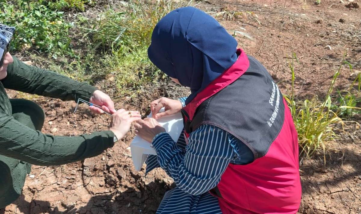 Urfa’da Nar Bahçelerinde Zararlı Popülasyonu Mercek Altında