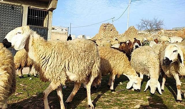 Urfa’da Kurbanlık Fiyatları Belli Oluyor!