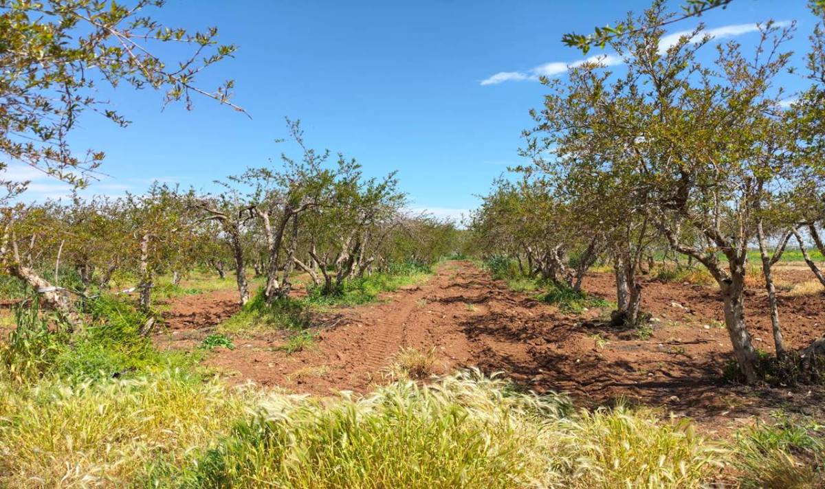 Urfa’da Nar Bahçelerinde Zararlı Popülasyonu Mercek Altında