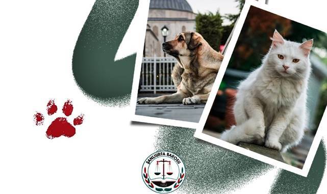 Urfa Barosu: Sokak Hayvanları İçin Kalıcı Politikalar Şart