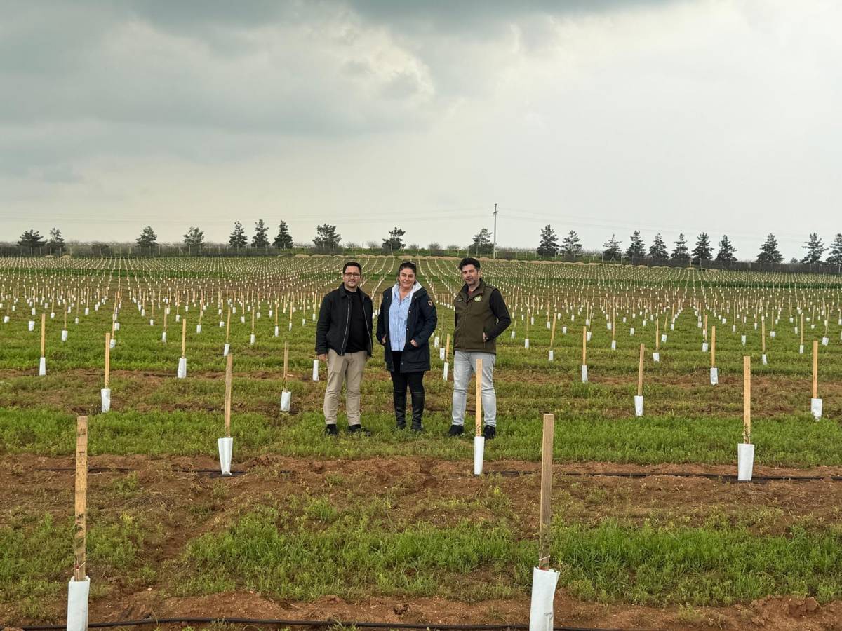 Urfa’da Dev Tarım Yatırımı: 125 Bin Zeytin Fidanı Dikildi