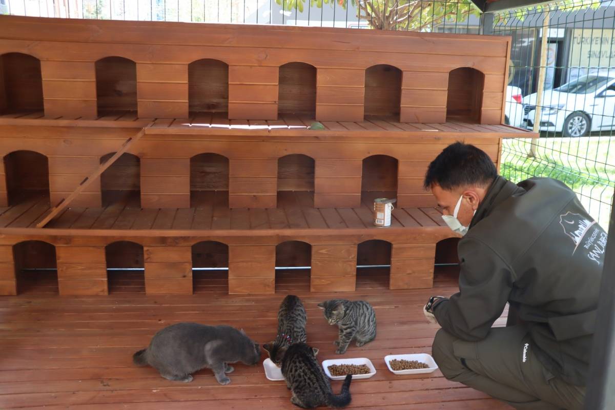 Şanlıurfa’da Sokak Kedileri İçin Örnek Proje