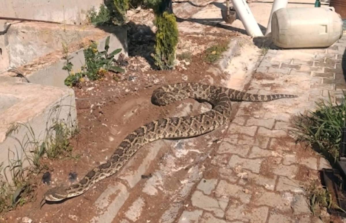 Şanlıurfa’da Fabrikada Dev Yılan Görüldü!