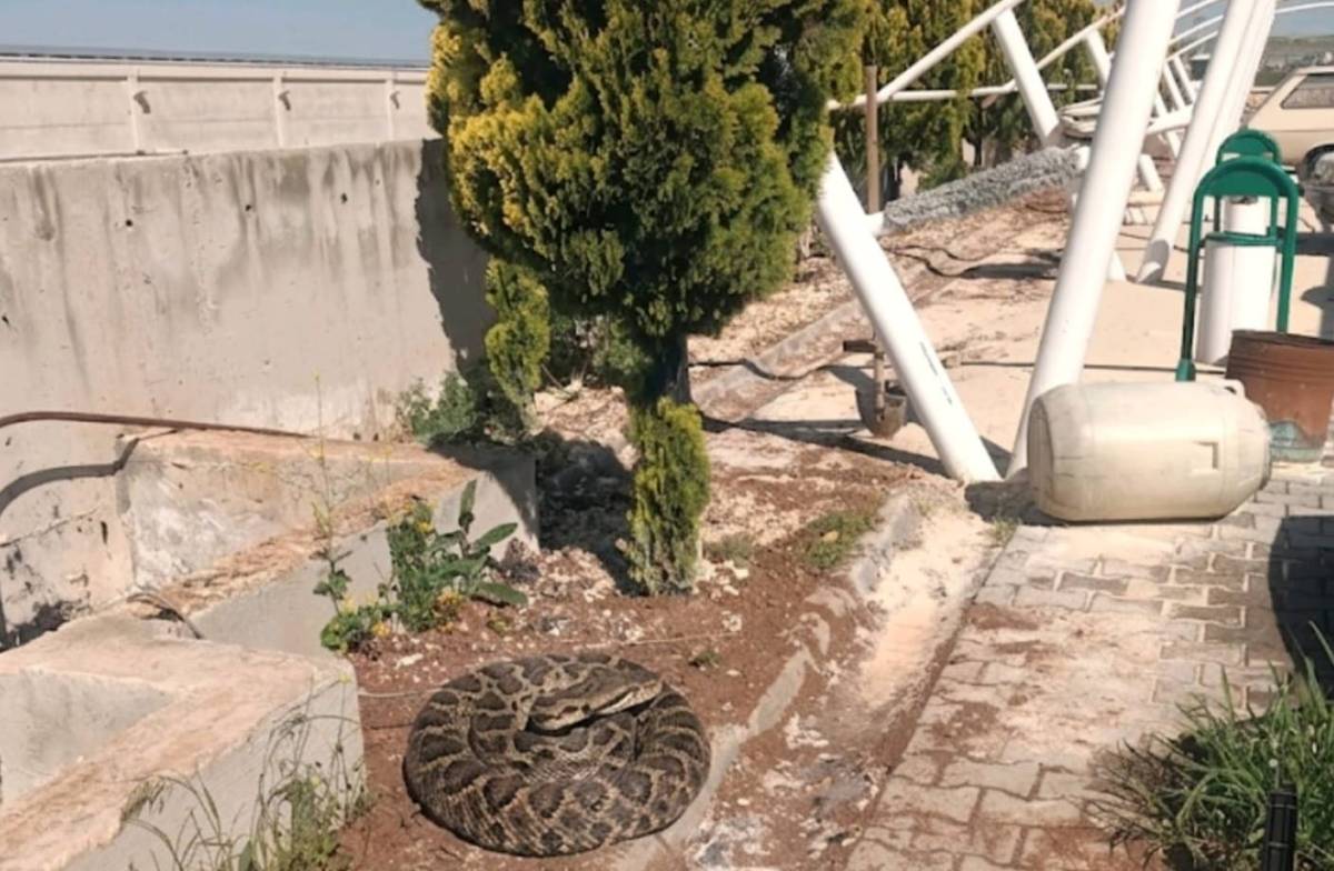 Şanlıurfa’da Fabrikada Dev Yılan Görüldü!