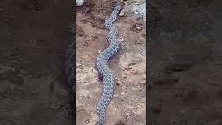 Urfa'da dev yılan böyle görüntülendi